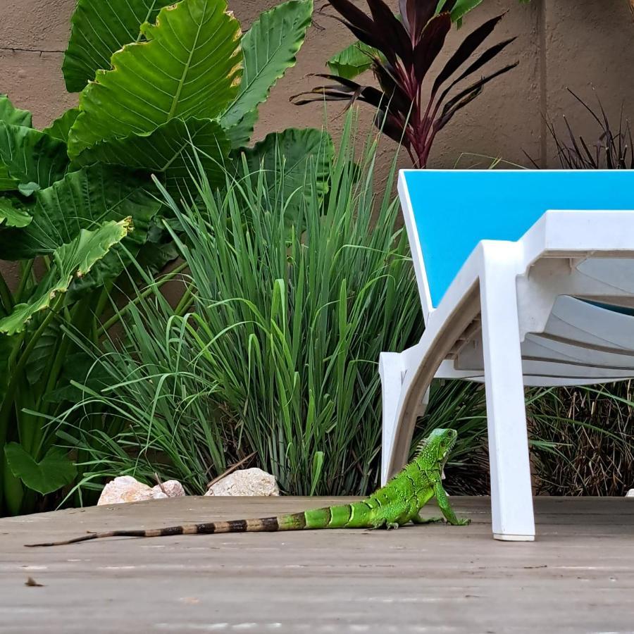 Bed and Breakfast Happy Curoase Willemstad Exterior foto