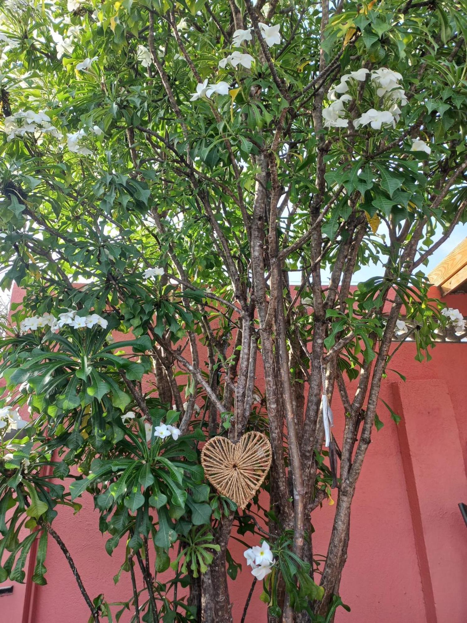 Bed and Breakfast Happy Curoase Willemstad Exterior foto